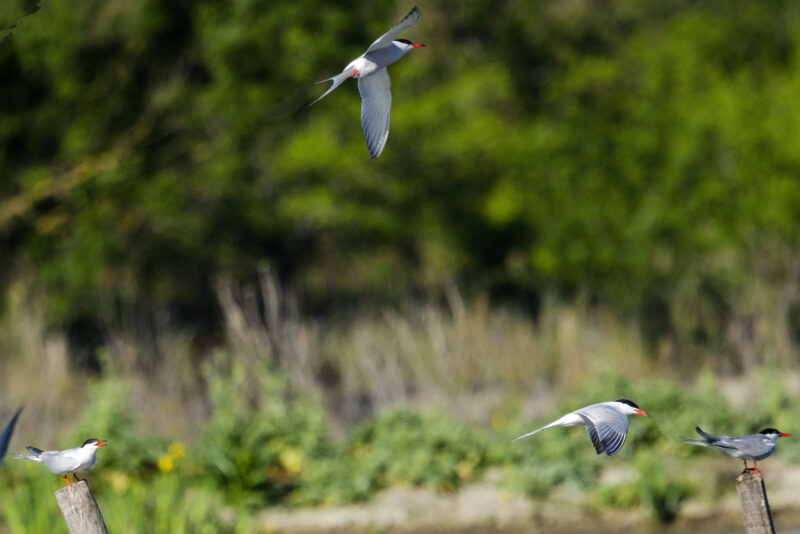 Sternes pierregarins